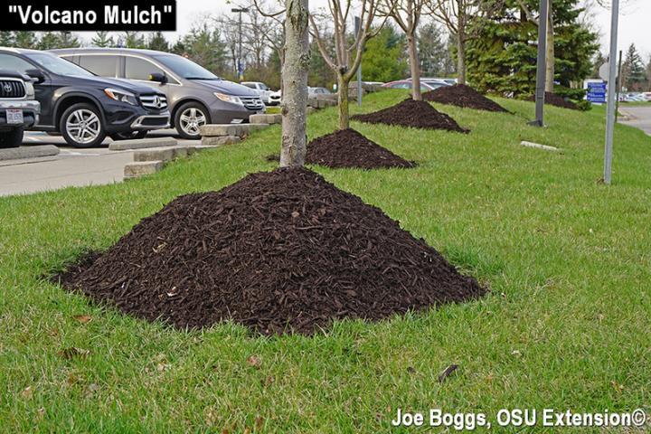 Piles of mulch around trees